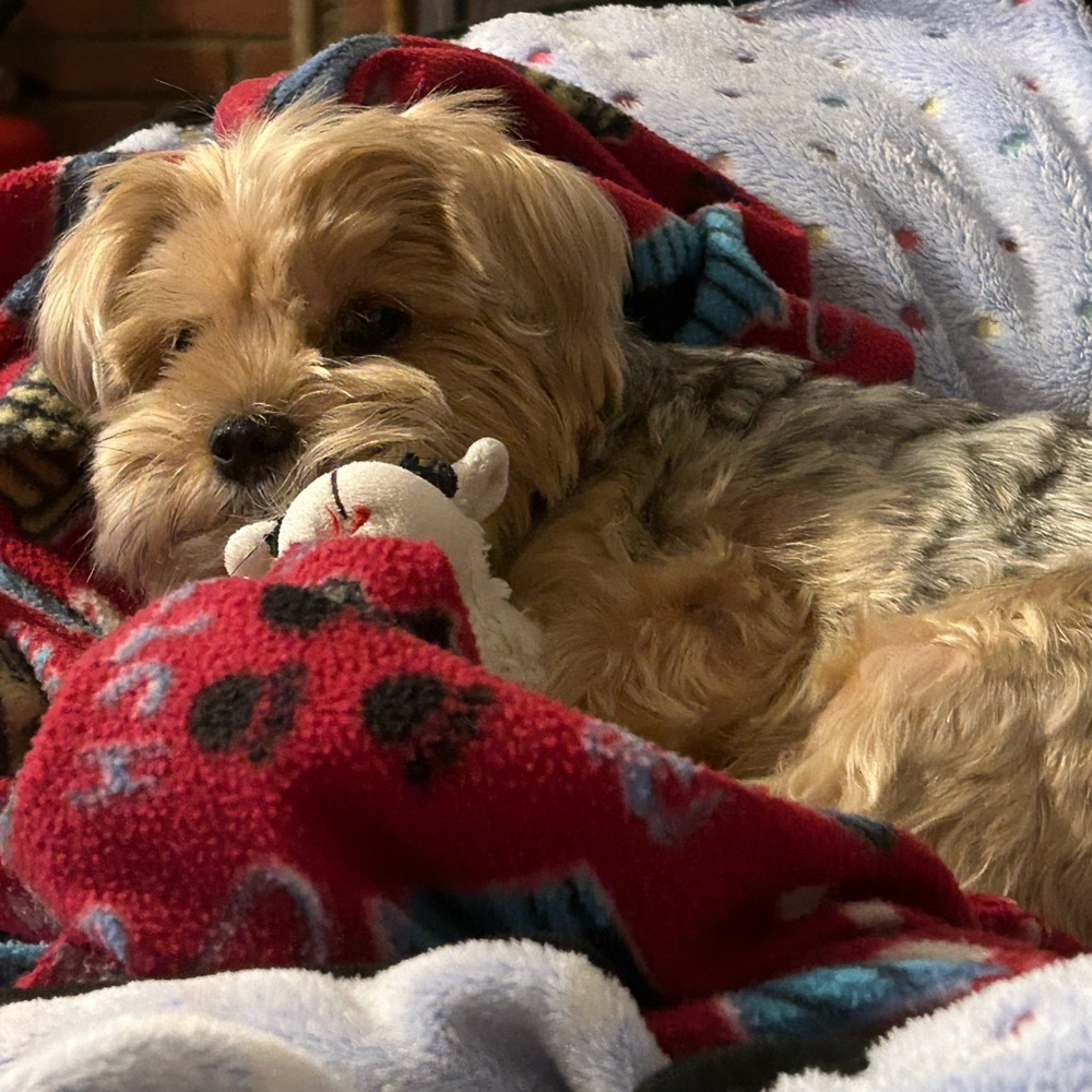 Veterinarian Fees are paid with your purchase for my Yorkies vet bills ♥️🔥🥰 - Picture 5 of 16